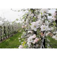 2560_3330 Apfelblüte auf einer Apfelplantage im Hamburger Obstanbaugebiet des Alten Landes. | Fruehlingsfotos aus der Hansestadt Hamburg; Vol. 2